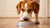 How Much Food Does a 60 lb Dog Need? A Comprehensive Guide for Pet Owners-140855869679