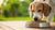 How Much Food Does a 60 Pound Dog Need? A Comprehensive Guide for Dog Owners-140855050479
