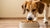 How Much Food Does a 65 lb Dog Need for Optimal Health?-140857049327
