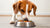 How Much Food Does a Dog Need Daily? A Comprehensive Guide for Pet Owners-140856492271