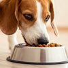 How Much Food Does a Dog Need Each Day? A Comprehensive Guide for Pet Owners