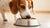 How Much Food Does a Dog Need Each Day? A Comprehensive Guide for Pet Owners