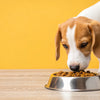 How Much Food Does a Dog Need in a Day? A Comprehensive Guide for Pet Owners