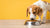 How Much Food Does a Dog Need in a Day? A Comprehensive Guide for Pet Owners
