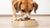 How Much Food Does a Large Dog Eat? Understanding Your Canine's Dietary Needs