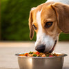 How Much Food Does a Medium Dog Need? A Comprehensive Feeding Guide