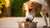 How Much Food Does a Medium Dog Need? A Comprehensive Feeding Guide