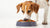 How Much Food Does a Medium Sized Dog Eat? A Comprehensive Guide for Pet Owners