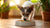 How Much Food Does a Small Dog Need? A Comprehensive Guide for Pet Owners-140856426735