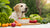 How Much Food Does an 80 lb Dog Need? A Comprehensive Guide for Loving Owners-140546310383