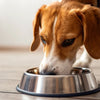 How Much Food Does My Dog Need?