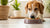 How Much Food Does Your Dog Need? A Comprehensive Feeding Guide for Pet Owners-140856721647