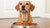 How Much Food for a 10 Pound Dog? A Comprehensive Guide to Proper Dog Nutrition-140548702447