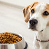 How Much Food for a 12 lb Dog: Essential Guidelines for Healthy Feeding