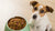 How Much Food for a 14 lb Dog: A Comprehensive Guide to Proper Feeding-140545261807