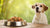 How Much Food for a 17-Pound Dog? A Comprehensive Guide for Pet Parents-140855771375