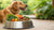 How Much Food for a 20 Pound Dog: A Comprehensive Guide for Pet Owners