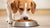 How Much Food for a 25 lb Dog: A Comprehensive Guide to Proper Nutrition