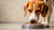 How Much Food for a 25 Pound Dog: A Comprehensive Feeding Guide