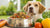 How Much Food for a 30 Pound Dog: Your Comprehensive Guide to Tailoring the Perfect Feeding Plan-140552601839
