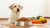 How Much Food for a 35 lb Dog: An In-Depth Guide for Responsible Pet Owners