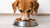 How Much Food for a 40 lb Dog: A Comprehensive Guide for Pet Owners