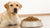 How Much Food for a 40 lb Dog: The Ultimate Guide to Portioning for Your Canine Companion-140854198511