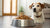 How Much Food for a 40 Pound Dog: Your Comprehensive Guide-140855935215