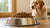 How Much Food for a 75 lb Dog? Essential Feeding Guidelines for Pet Owners-140659884271
