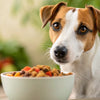 How Much Food for a Jack Russell Dog: A Comprehensive Guide for Pet Parents