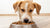 How Much Food for a Medium Sized Dog: A Comprehensive Guide for Healthier Pets-140658475247