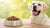 How Much Food for Adult Dog: A Comprehensive Guide to Feeding Your Canine Companion-140658311407