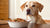 How Much Food for an 11 lb Dog: A Comprehensive Guide for Pet Owners-140550537455