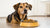 How Much Food for an 11 Pound Dog: A Comprehensive Guide to Proper Nutrition