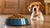 How Much Food for an 18 lb Dog: A Comprehensive Guide-140856787183