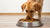 How Much Food for an 80 Pound Dog: Ensuring Optimal Health and Nutrition-140551717103