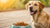 How Much Food for an 85 lb Dog: Guidelines for Optimal Nutrition