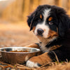 How Much Food for Bernese Mountain Dog Puppy: A Comprehensive Guide