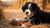 How Much Food for Bernese Mountain Dog Puppy: A Comprehensive Guide
