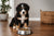 How Much Food for Bernese Mountain Dog Puppy: A Feeding Guide