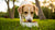 How Much Food for Medium Dog: A Comprehensive Guide for Pet Owners-140658770159