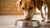 How Much Food for Medium Size Dog: A Complete Guide to Feeding Your Canine Companion-140660113647