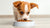 How Much Food for Small Dog: Essential Guidelines for Pet Owners-140658606319