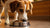 How Much Food Is Enough for a Dog? A Comprehensive Guide for Pet Parents