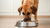 How Much Food Should a 100 Pound Dog Eat? A Comprehensive Guide for Dog Owners-140403769583
