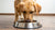 How Much Food Should a 100lb Dog Eat a Day? A Comprehensive Guide