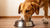 How Much Food Should a 100lb Dog Eat Per Day? A Complete Guide for Pet Parents-140405506287