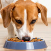 How Much Food Should a 10 lb Dog Eat? Understanding Your Dog's Nutritional Needs