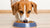 How Much Food Should a 10 lb Dog Eat? Understanding Your Dog's Nutritional Needs