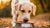 How Much Food Should a 10 Month Old Dog Eat? A Comprehensive Guide-140300124399